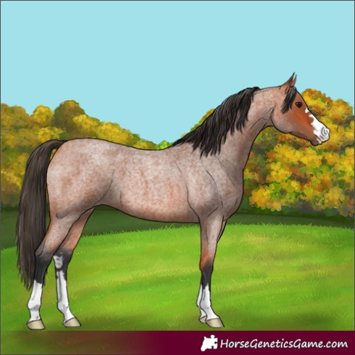 Horse Color:Bay Roan 