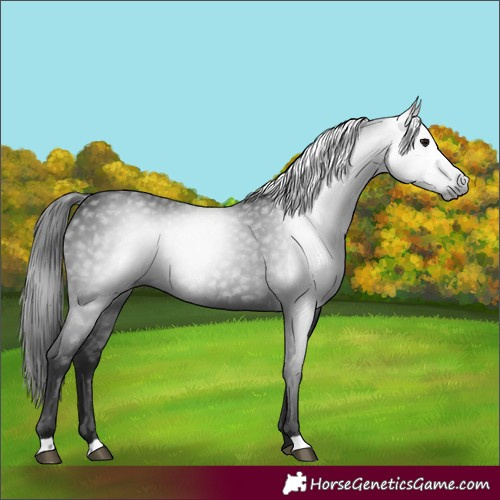 Horse Color:Gray Smoky Black 