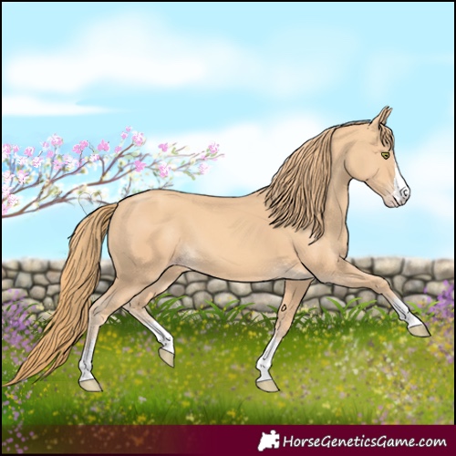 Horse Color:Gold Champagne 