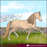 Horse Color:Gold Champagne 