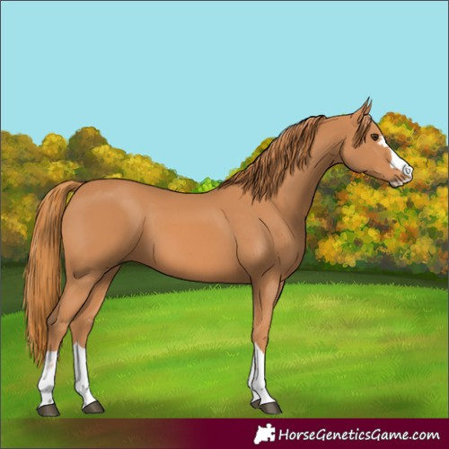Horse Color:Chestnut 