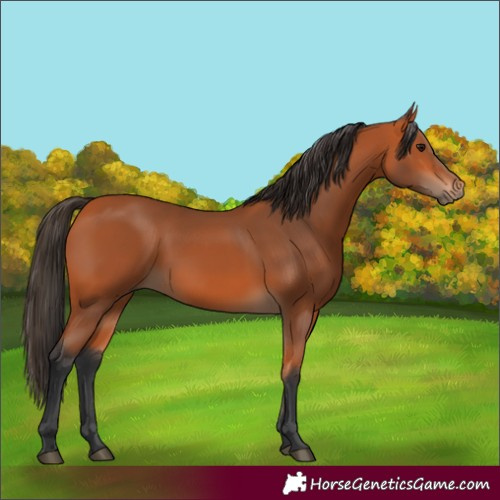 Horse Color:Bay 