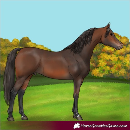 Horse Color:Bay 
