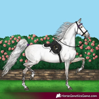 Horse Color:Gray Silver Bay Roan Dun Appaloosa Rabicano