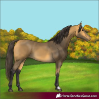 Horse Color:Buckskin 