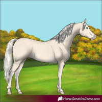 Horse Color:Cremello 