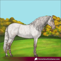 Horse Color:Silver Grullo Roan Appaloosa Rabicano 