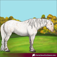 Horse Color:Silver Bay Roan Dun Snowflake Varnish Rabicano 