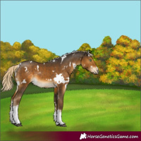 Horse Color:White Spotted Chocolate Palomino Mushroom 