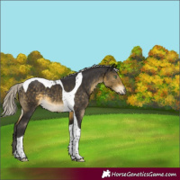 Horse Color:Silver Buckskin Mushroom Tobiano Rabicano 