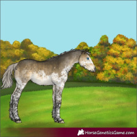 Horse Color:Gray Silver Buckskin Dun Mushroom Splash Tobiano Rabicano
