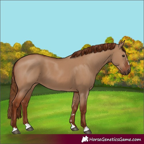 Horse Color:Red Dun 