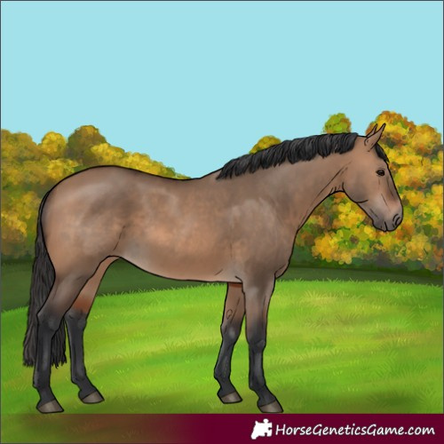 Horse Color:Brown Dun 
