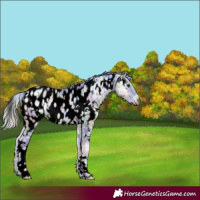 Horse Color:Gray Void Nacre Watercolor White Spotted Silver Brown Ice Snowdrop Pearl Onyx Appaloosa