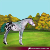 Horse Color:Void Watercolor Brown Ice Onyx Appaloosa 
