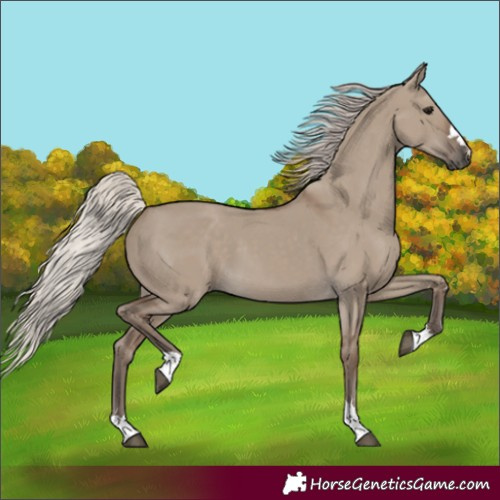 Horse Color:Silver Grullo 