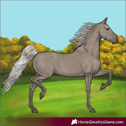 Horse Color:Silver Grullo