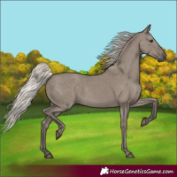 Horse Color:Silver Grullo 