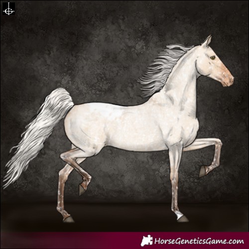 Horse Color:Silver Bay Roan Dun Appaloosa Rabicano 
