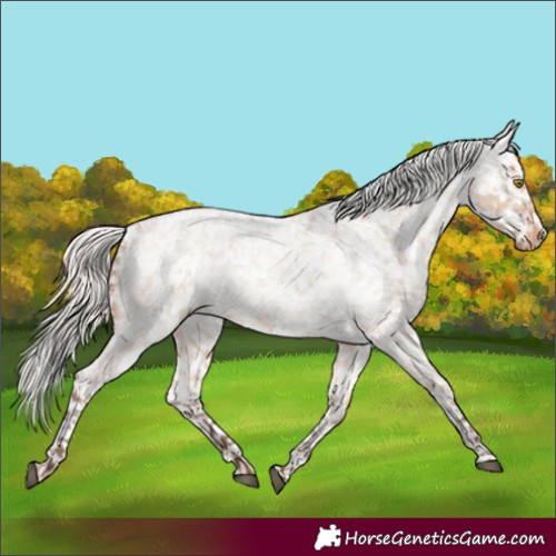 Horse Color:Silver Bay Roan Dun Appaloosa Rabicano 