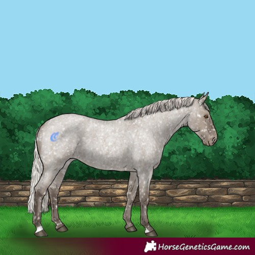 Horse Color:Silver Grullo Roan Snowflake Varnish Rabicano 