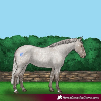 Horse Color:Silver Grullo Roan Snowflake Varnish Rabicano 
