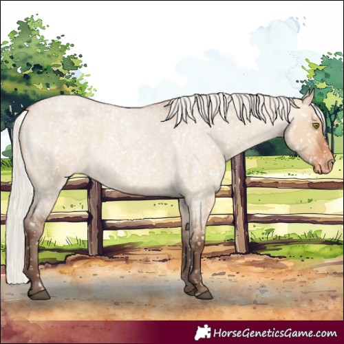 Horse Color:Silver Bay Roan Dun Appaloosa Rabicano 