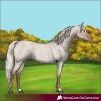Horse Color:Silver Grullo Roan Snowflake Varnish Rabicano 