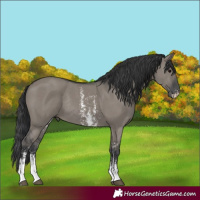 Horse Color:Grullo Sabino Rabicano