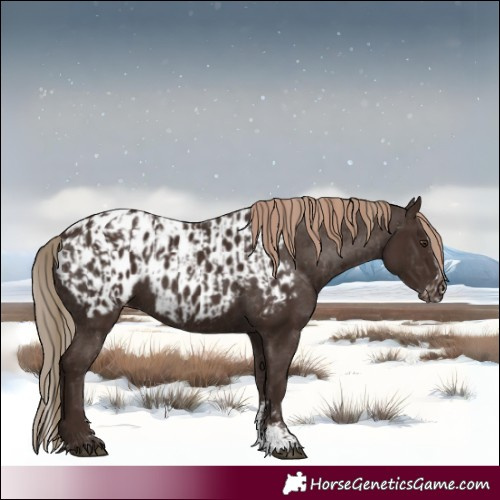 Horse Color:Liver Chestnut Sabino Splash Appaloosa  and Liver Chestnut Sabino Appaloosa 