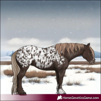 Horse Color:Liver Chestnut Sabino Splash Appaloosa and Liver Chestnut Sabino Appaloosa