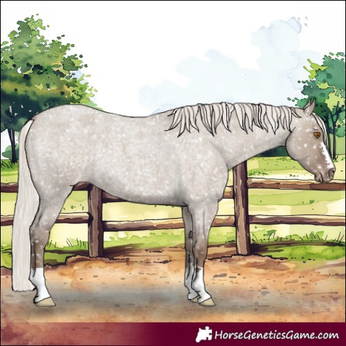 Horse Color:Silver Grullo Roan Appaloosa Rabicano 