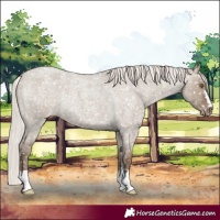 Horse Color:Silver Grullo Roan Snowflake Varnish Rabicano 