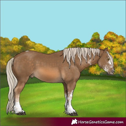 Horse Color:White Spotted Chocolate Palomino Tobiano Rabicano 