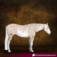 Horse Color:White Spotted Silver Bay Dun Appaloosa Rabicano 