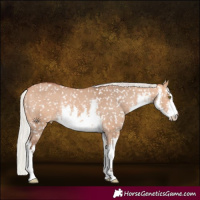 Horse Color:White Spotted Silver Bay Dun Appaloosa Rabicano 
