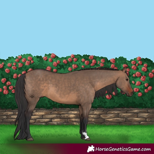 Horse Color:Brown Dun  and Brown Dun 
