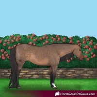 Horse Color:Brown Dun and Brown Dun