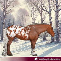 Horse Color:Silver Bay Sabino Appaloosa
