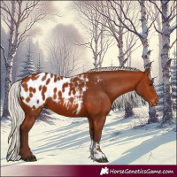 Horse Color:Silver Bay Sabino Appaloosa 