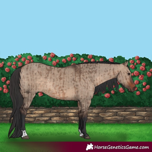 Horse Color:Brown Dun  and Brown Dun 