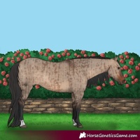 Horse Color:Brown Dun and Brown Dun