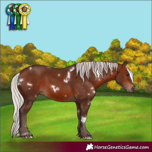 Horse Color:White Spotted Silver Bay 
