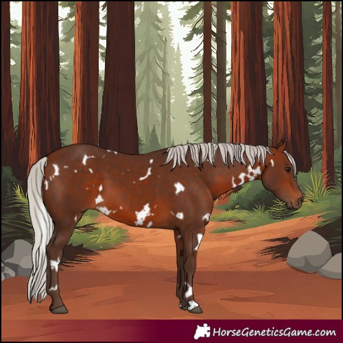 Horse Color:White Spotted Silver Bay 