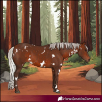 Horse Color:White Spotted Silver Bay 
