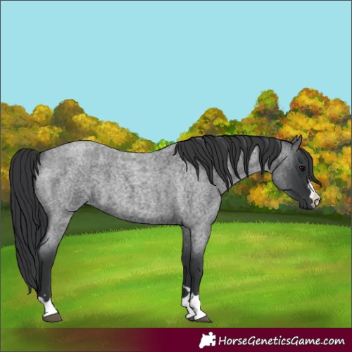 Horse Color:Blue Roan 