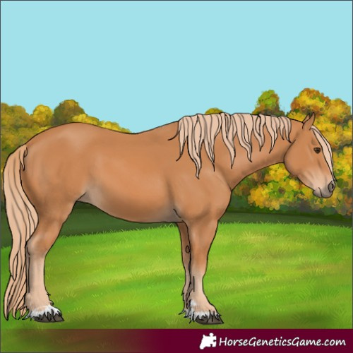 Horse Color:Chestnut 