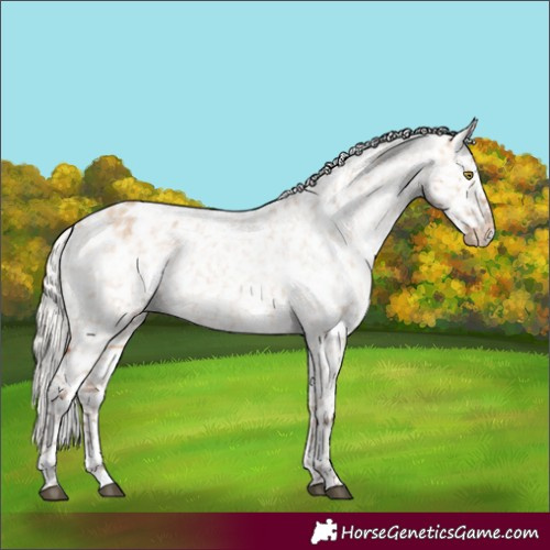 Horse Color:Silver Bay Roan Dun Appaloosa Rabicano 