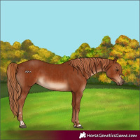 Horse Color:Chestnut  and Chestnut 