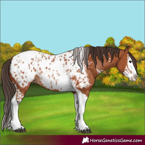 Horse Color:Bay Splash Tobiano Appaloosa and Bay Splash Tobiano Appaloosa